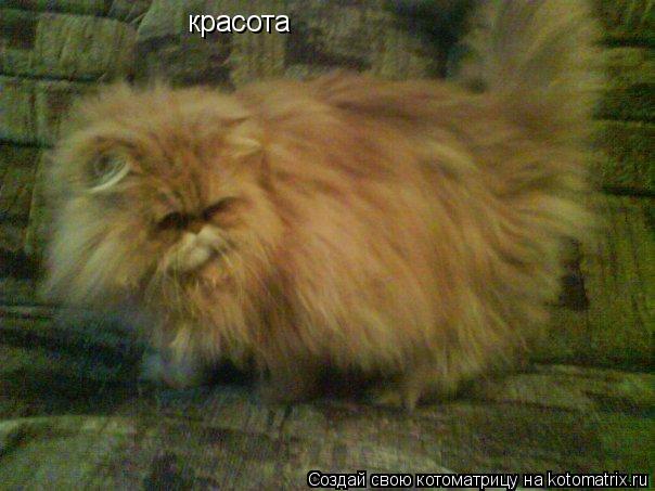 Котоматрица: красота