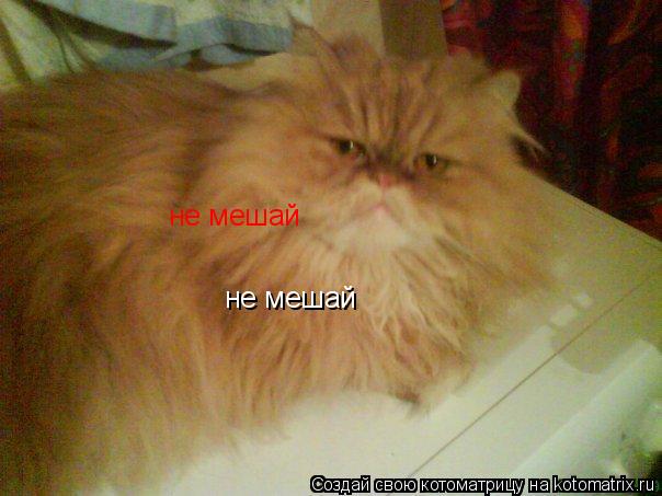не мешай не мешай... Котоматрица: не мешай не мешай