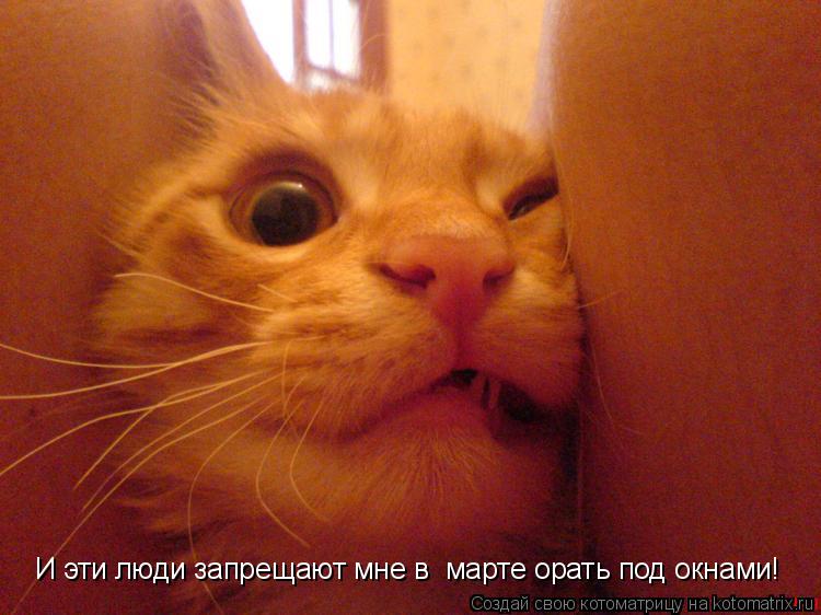 И эти люди запрещают мне в марте орать под окнами!... Котоматрица: И эти люди запрещают мне в марте орать под окнами!
