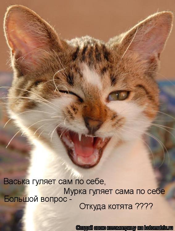 Котоматрица: Васька гуляет сам по себе, Мурка гуляет сама по себе Большой вопрос - Откуда котята ????