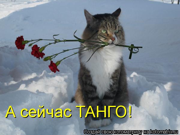 А сейчас ТАНГО!... Котоматрица: А сейчас ТАНГО!