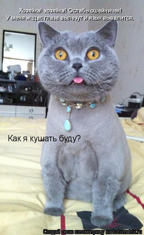Хозяйка! хозяйка! Ослабь ошейничек! У меня ж щас глаза вылезут и язык вывалится, Как я кушать буду?... Котоматрица: Хозяйка! хозяйка! Ослабь ошейничек! У меня ж щас глаза вылезут и язык вывалится, Как я кушать буду?