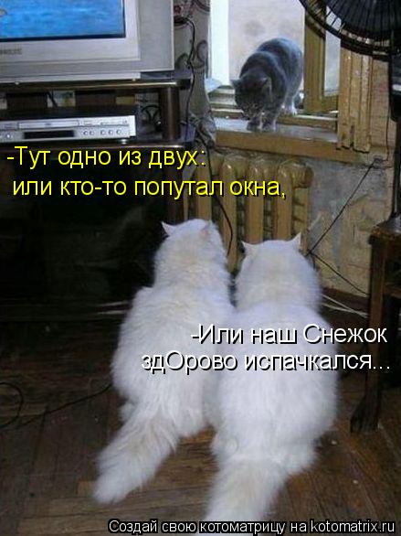 Котоматрица: -Тут одно из двух: или кто-то попутал окна,  -Или наш Снежок здОрово испачкался...