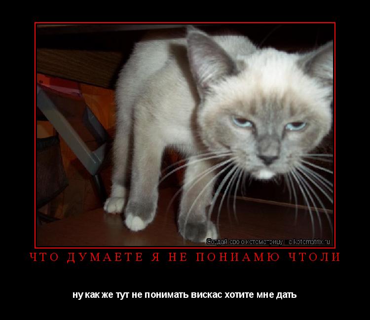 Котоматрица: что думаете я не пониамю чтоли ну как же тут не понимать вискас хотите мне дать