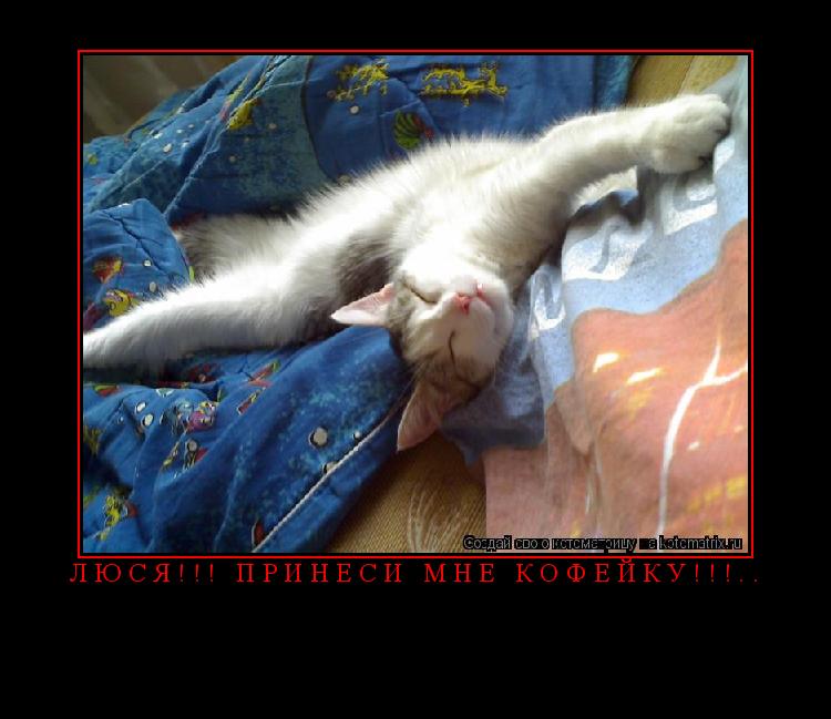 Люся!!! Принеси мне кофейку!!!.. ... Котоматрица: Люся!!! Принеси мне кофейку!!!..