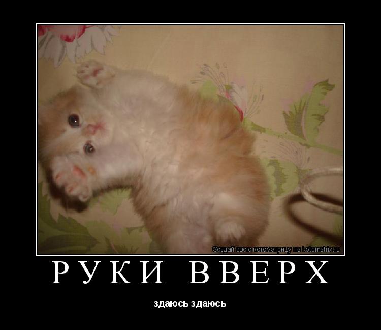Котоматрица: руки вверх здаюсь здаюсь