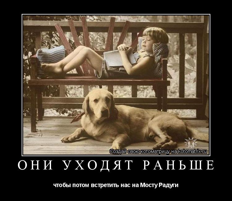 Они уходят раньше чтобы потом встретить нас на Мосту Радуги... Котоматрица: Они уходят раньше чтобы потом встретить нас на Мосту Радуги