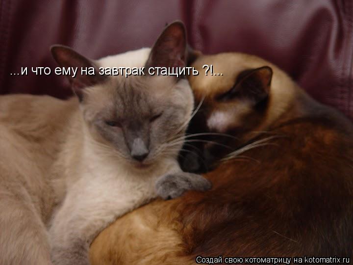Котоматрица: ...и что ему на завтрак стащить ?!...