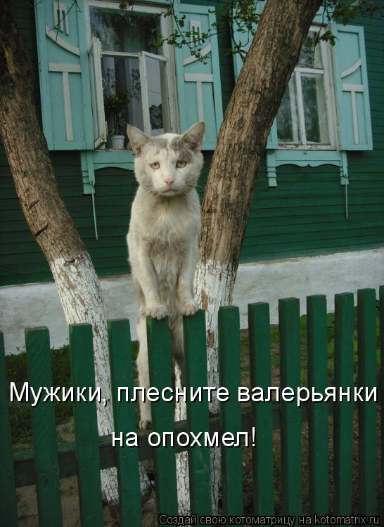 Котоматрица: Мужики, плесните валерьянки на опохмел!