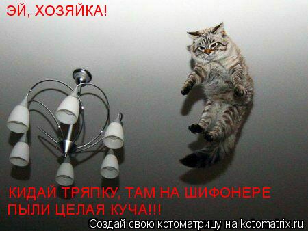Котоматрица: ЭЙ, ХОЗЯЙКА! КИДАЙ ТРЯПКУ, ТАМ НА ШИФОНЕРЕ ПЫЛИ ЦЕЛАЯ КУЧА!!!