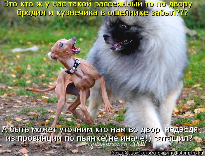 Котоматрица: Это кто ж у нас такой рассеянный то по двору бродил и кузнечика в ошейнике забыл??? А быть может уточним кто нам во двор  из провинции по пьянк