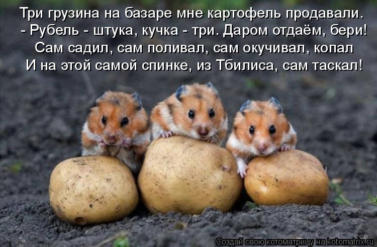 Котоматрица: Три грузина на базаре мне картофель продавали. - Рубель - штука, кучка - три. Даром отдаём, бери! Сам садил, сам поливал, сам окучивал, копал И н