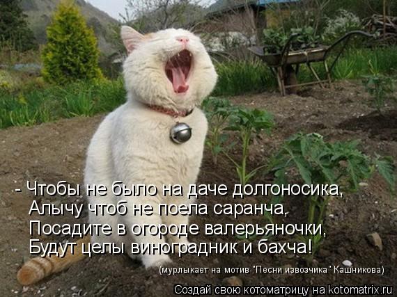 - Чтобы не было на даче долгоносика, Алычу чтоб не поела саранча, Посадите в огороде валерьяночки, Бу... Котоматрица: - Чтобы не было на даче долгоносика, Алычу чтоб не поела саранча, Посадите в огороде валерьяночки, Будут целы виноградник и бахча! (мурлыкает