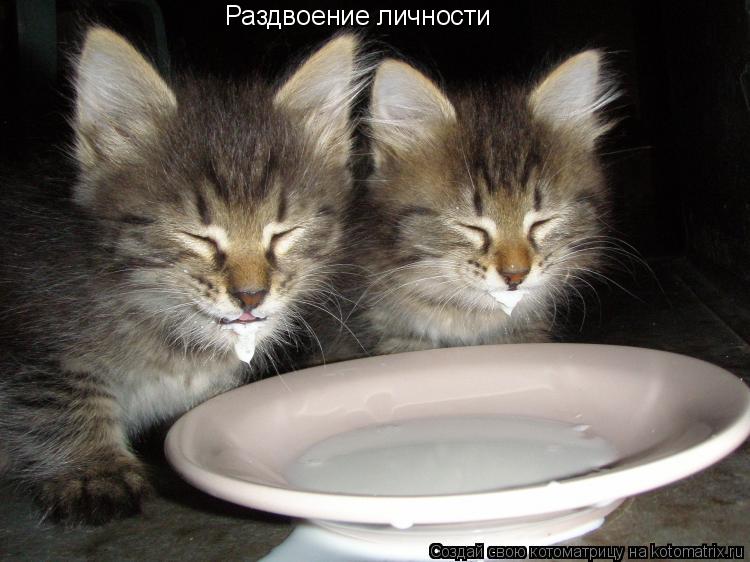 Котоматрица: Раздвоение личности