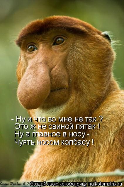 Котоматрица: - Ну и что во мне не так ? Это ж не свиной пятак ! Ну а главное в носу - Чуять носом колбасу !
