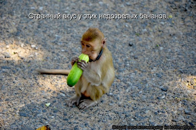 Котоматрица: Странный вкус у этих недозрелых бананов...