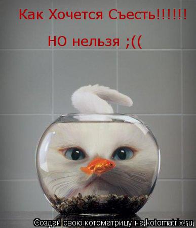 Котоматрица: Как Хочется Съесть!!!!!! НО нельзя ;((