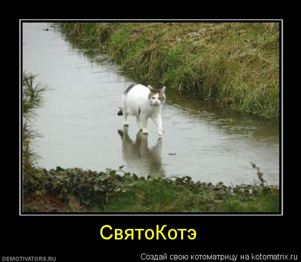 Котоматрица: СвятоКотэ