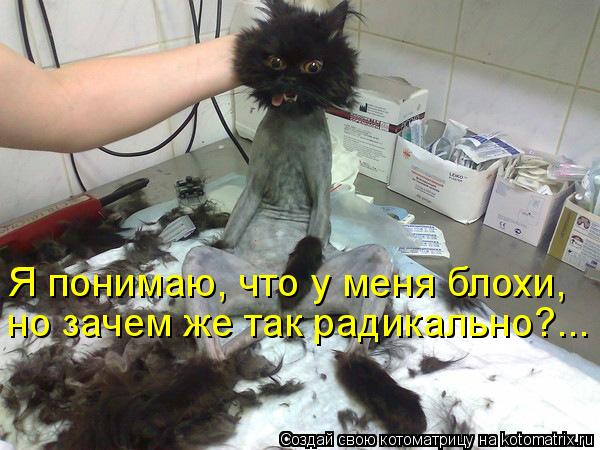 Котоматрица: Я понимаю, что у меня блохи, но зачем же так радикально?...