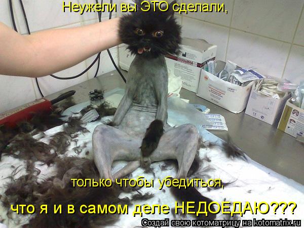Неужели вы ЭТО сделали, только чтобы убедиться, что я и в самом деле НЕДОЕДАЮ???... Котоматрица: Неужели вы ЭТО сделали, только чтобы убедиться, что я и в самом деле НЕДОЕДАЮ???