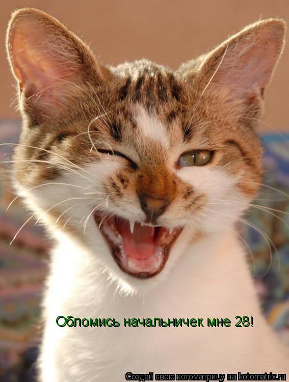 Котоматрица: Обломись начальничек мне 28! Обломись начальничек мне 28!