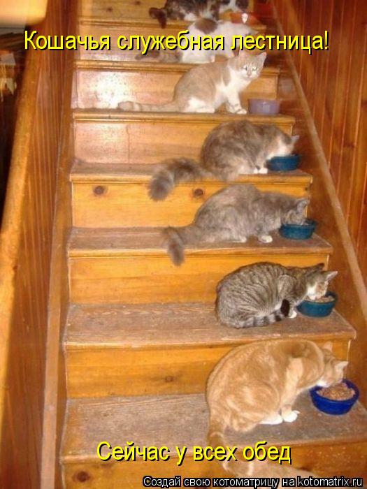 Котоматрица: Кошачья служебная лестница! Сейчас у всех обед