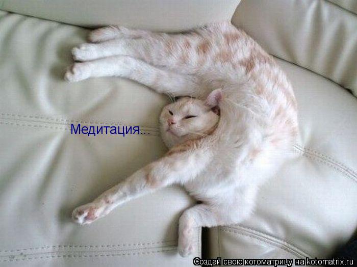 Медитация... Медитация...... Котоматрица: Медитация... Медитация...
