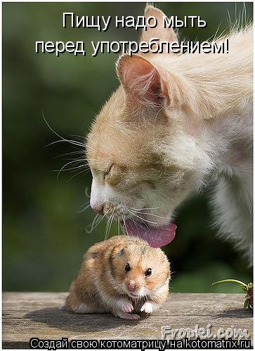 Пищу надо мыть перед употреблением!... Котоматрица: Пищу надо мыть перед употреблением!