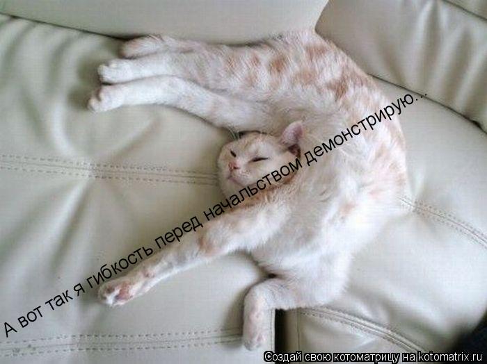 А вот так я гибкость перед начальством демонстрирую...... Котоматрица: А вот так я гибкость перед начальством демонстрирую...