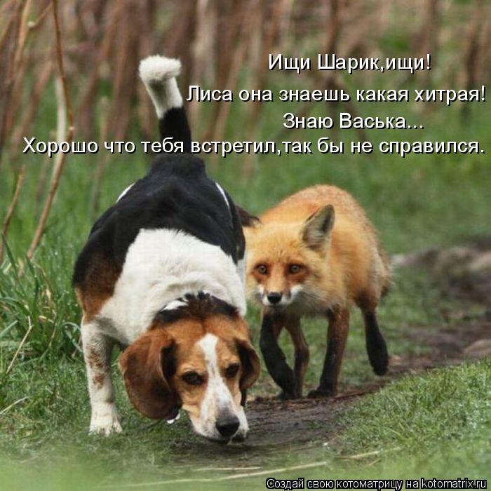 Ищи Шарик,ищи! Лиса она знаешь какая хитрая! Знаю Васька... Хорошо что тебя встретил,так бы не справи... Котоматрица: Ищи Шарик,ищи! Лиса она знаешь какая хитрая! Знаю Васька... Хорошо что тебя встретил,так бы не справился.