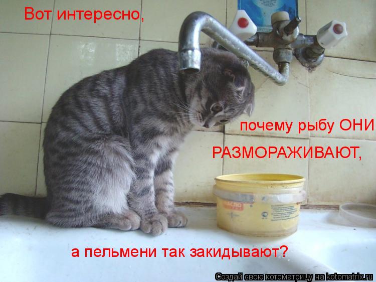 Вот интересно, почему рыбу ОНИ РАЗМОРАЖИВАЮТ, а пельмени так закидывают?... Котоматрица: Вот интересно, почему рыбу ОНИ РАЗМОРАЖИВАЮТ, а пельмени так закидывают?