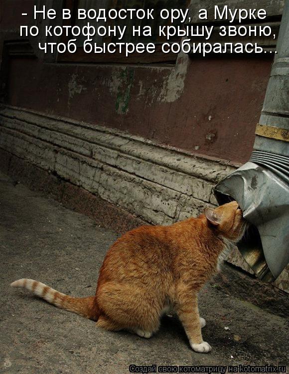 Котоматрица: - Не в водосток ору, а Мурке по котофону на крышу звоню, чтоб быстрее собиралась...