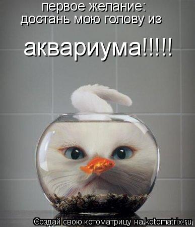 первое желание: достань мою голову из аквариума!!!!!... Котоматрица: первое желание: достань мою голову из аквариума!!!!!