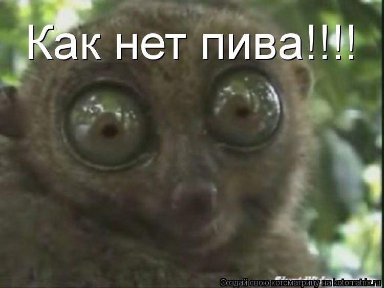 Как нет пива!!!!... Котоматрица: Как нет пива!!!!