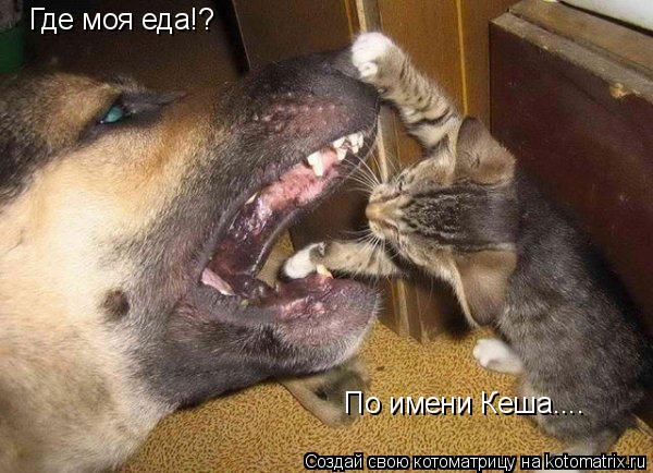 Где моя еда!? По имени Кеша....... Котоматрица: Где моя еда!? По имени Кеша....