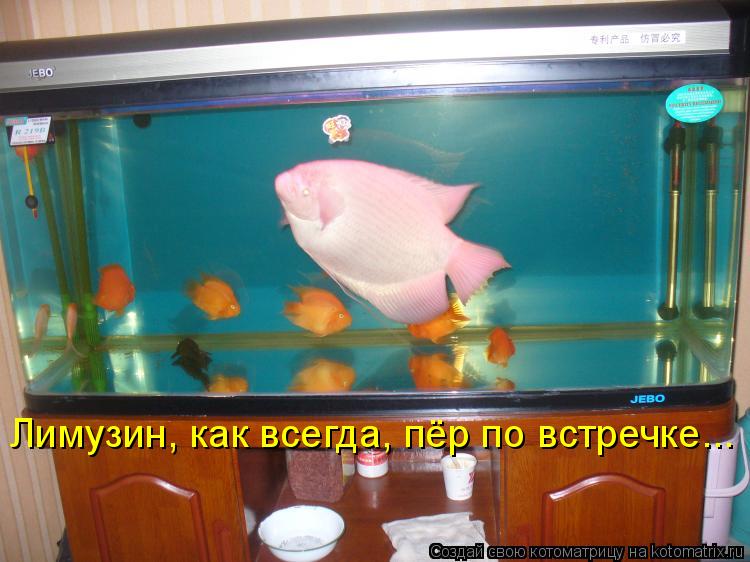 Лимузин, как всегда, пёр по встречке...... Котоматрица: Лимузин, как всегда, пёр по встречке...