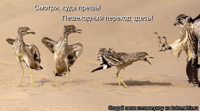 Смотри, куда прешь! Пешеходный переход здесь!... Котоматрица: Смотри, куда прешь! Пешеходный переход здесь!