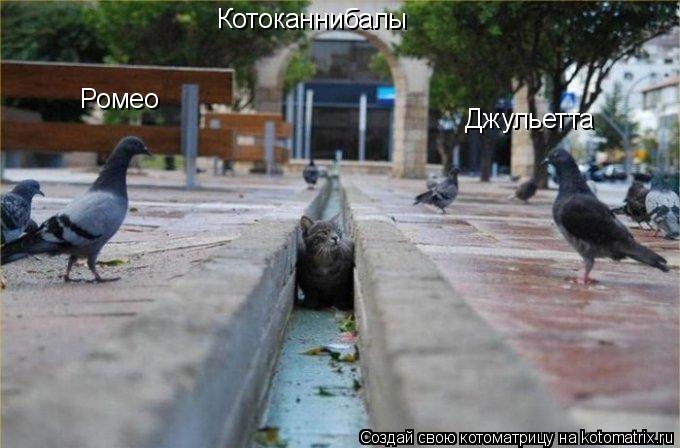 Ромео Джульетта Котоканнибалы... Котоматрица: Ромео Джульетта Котоканнибалы
