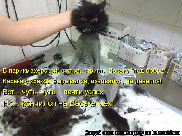 Котоматрица: В парикмахерской, с утра, стригли Ваську "под бобра" Васька с криком вырывался, извивался, не давался!  Вот... чуть -чуть... почти успех,  Но... кон
