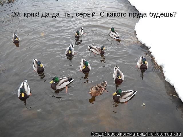 - Эй, кряк! Да-да, ты, серый! С какого пруда будешь?... Котоматрица: - Эй, кряк! Да-да, ты, серый! С какого пруда будешь?