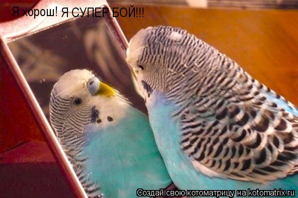 Я хорош! Я СУПЕР БОЙ!!!... Котоматрица: Я хорош! Я СУПЕР БОЙ!!!