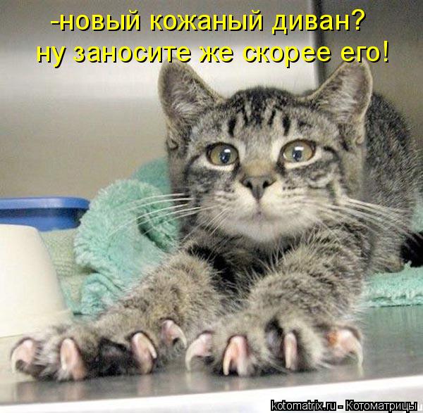 -новый кожаный диван? ну заносите же скорее его!... Котоматрица: -новый кожаный диван? ну заносите же скорее его!
