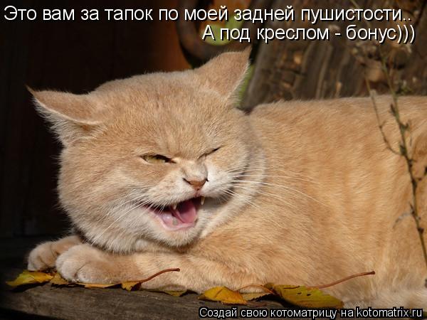 Это вам за тапок по моей задней пушистости.. А под креслом - бонус)))... Котоматрица: Это вам за тапок по моей задней пушистости.. А под креслом - бонус)))