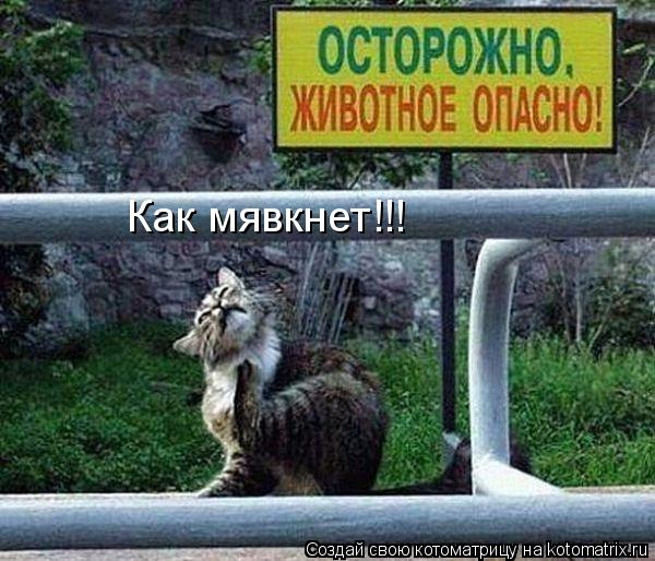Как мявкнет!!!... Котоматрица: Как мявкнет!!!