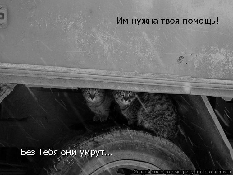 Им нужна твоя помощь! Без Тебя они умрут...... Котоматрица: Им нужна твоя помощь! Без Тебя они умрут...