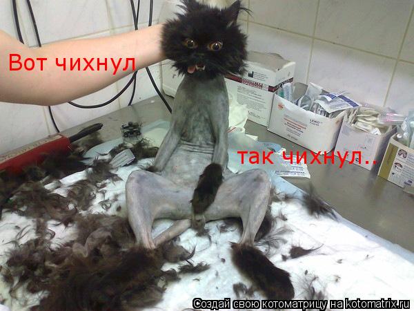 Котоматрица: Вот чихнул так чихнул..