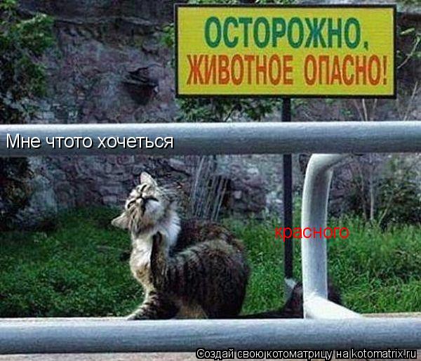 Котоматрица: Мне чтото хочеться красного