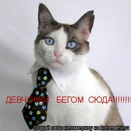 Котоматрица: ДЕВЧОНКИ   БЕГОМ  СЮДА!!!!!!!!!!!