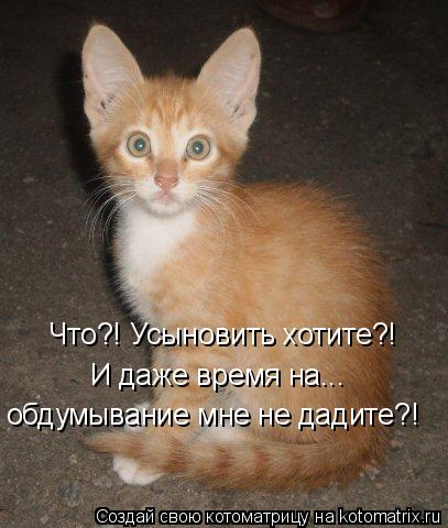 Что?! Усыновить хотите?! И даже время на... обдумывание мне не дадите?!... Котоматрица: Что?! Усыновить хотите?! И даже время на... обдумывание мне не дадите?!