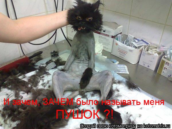 Котоматрица: ПУШОК ?! И зачем, ЗАЧЕМ было называть меня